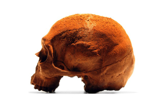 Illustration for article titled Let's All Eat Some Skulls